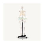 Life-Sized Human Skeleton Model